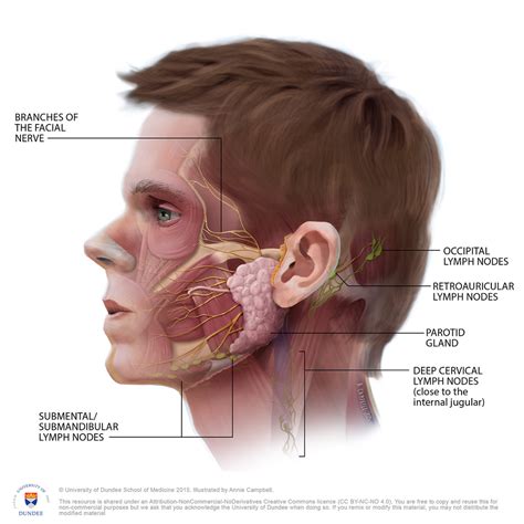 Back Of Neck Anatomy Glands The Lymphatics Of The Head Face And
