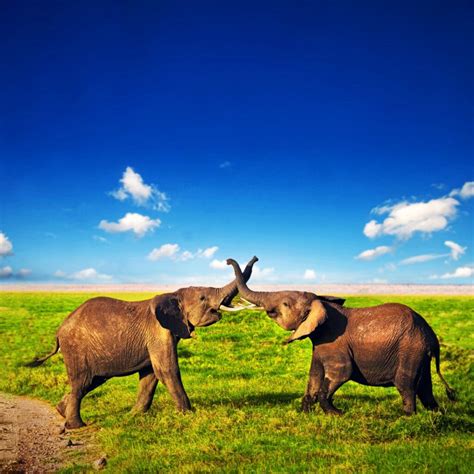 Happy Elephants Stocky Art Is Fotokunst Op Plexiglas En Dibond