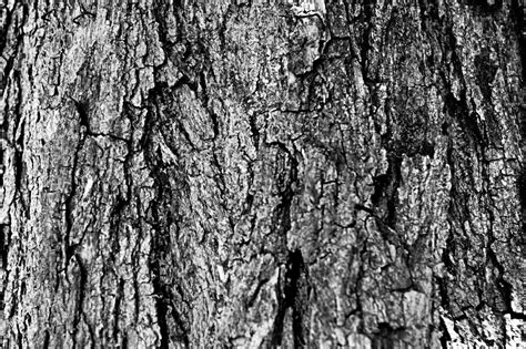 Black And White Tree Bark Free Stock Photo Public Domain Pictures