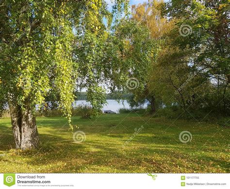 Sweden Nature Autumn Fall Trees Lake Grass Leaves Sky Blu Sun Stock