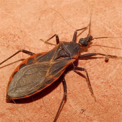 Deadly Kissing Bug Now Found In 28 States Complex