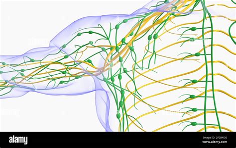 Human Lymph Nodes Anatomy For Medical Concept 3d Illustration Stock
