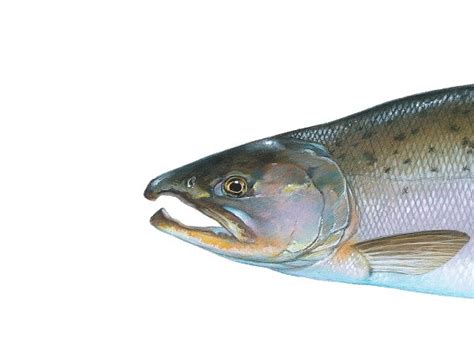 When The Silver Salmon Return Key Peninsula News