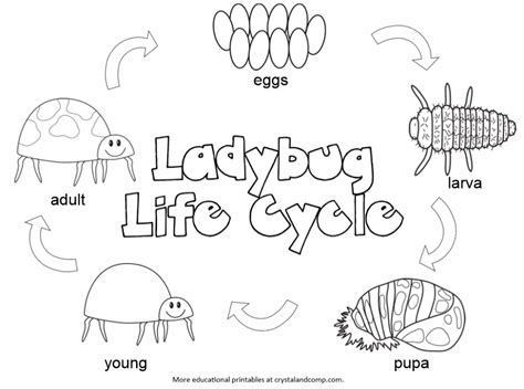 Large selection of free ladybug coloring pages, ladybug drawings and some ladybug tie points. Life Cycle Of A Plant Coloring Page - Coloring Home