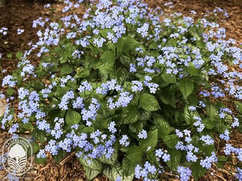 In Bloom Brunnera ‘jack Frost What A Beauty Brunnera Has Tiny