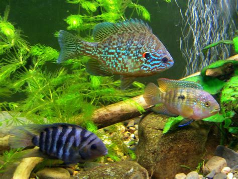 Cichlid Tropical Fish Wallpapers Hd Desktop And Mobile Backgrounds