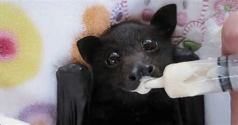 Cutest Youtube Videos Of Baby Bats