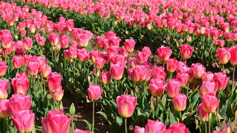 Field Of Red Tulips Flowers Under Cloudy Sky · Free Stock Photo