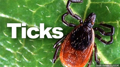 More People Developing Red Meat Allergy From Tick Bites