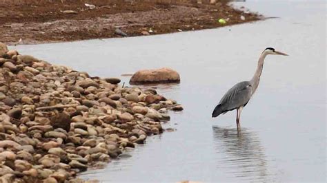 Pong Dam Bird Sanctuary Raadballi Retreat