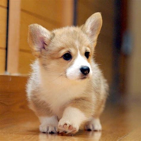 19 Reasons Corgis Are Actually The Worst Dogs To Live With