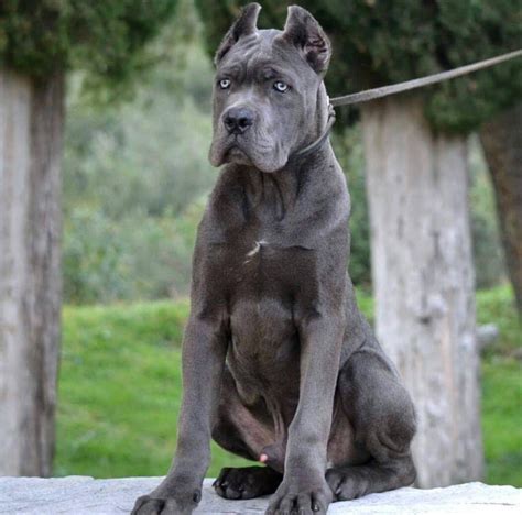 27 Italian King Cane Corso Dogs Picture Bleumoonproductions