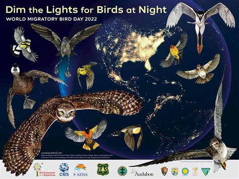 Get Ready To Celebrate World Migratory Bird Day 2022 Dim The Lights
