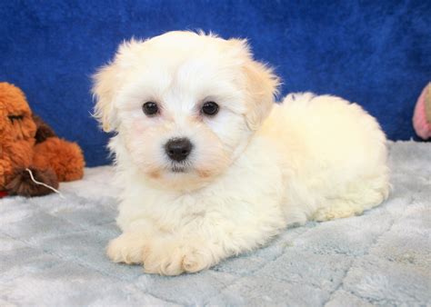 Coton De Tulear Puppies For Sale Long Island Puppies