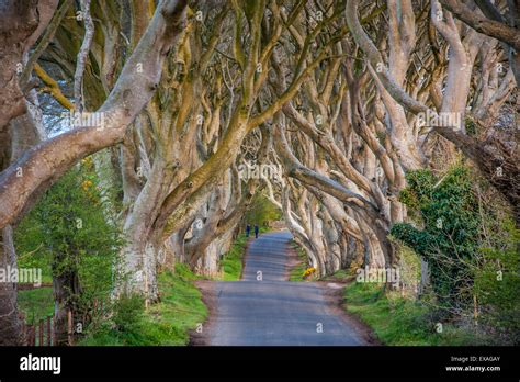 The Dark Hedges In Northern Ireland Beech Tree Avenue Northern