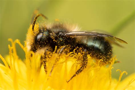 Mason Bees Are Belly Floppers And Pollinate 95 Of The Flowers They Land