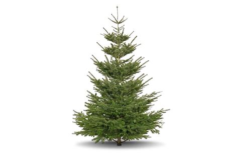 Weihnachtsbaum ᐅ finde aktuelle sonderangebote für weihnachtsbäume und christbäume in prospekten und geschäften aus deiner umgebung auf kaufda.de. Ab Wann Kann Man Weihnachtsbäume Kaufen