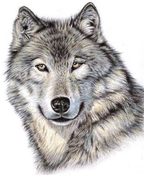 The Wolf By Nicole Zeug Penpencilcolorpencilpastel Art Wolf Head