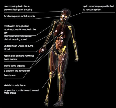 Heres Your Halloween Zombie Anatomy Lesson Cnet