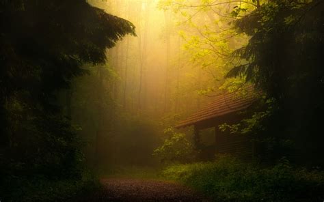 Wallpaper Forest Fog Tree Nature Montana Desktop Wall