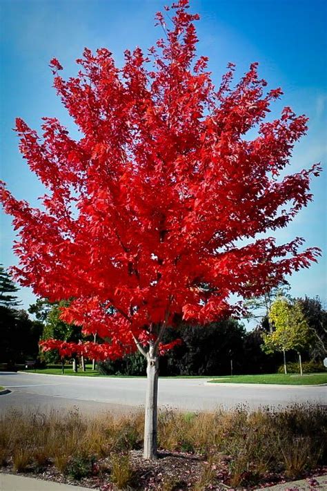 Autumn Flame Red Maple Red Maple Tree Autumn Blaze Maple Trees To Plant