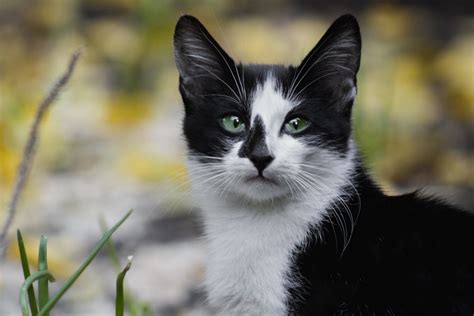 Fever In Cats Causes Signs And Treatment Canna Pet