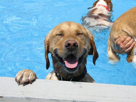 20 Dogs Who Are Definitely Ready For A Pool Party