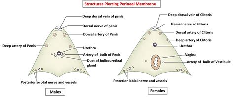 Perineum Urogenital Triangle Anatomy Qa