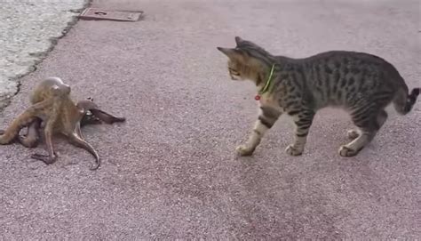 Cat mother plays with her kitten. Who You Got in This Cat vs Octopus Matchup? - Cats vs Cancer