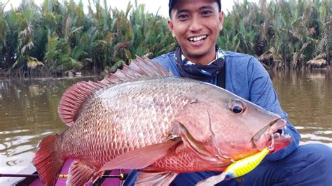Dikejutkan Tarikan Kuat BIG MAMA Mangrove Jack Mancing Ikan Besar
