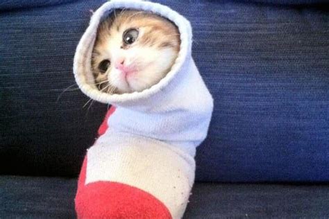 11 Deeply Confused Cats In Socks Cute Animal Memes Cute Animals