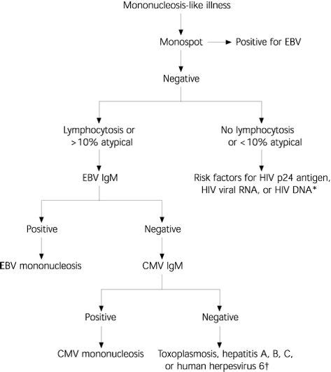 Laboratory Evaluation Of Acute Mononucleosis Syndrome Mononucleosis