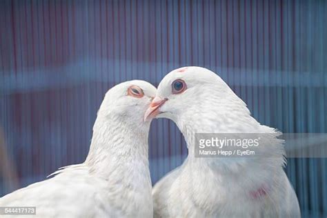 Doves Kissing Photos And Premium High Res Pictures Getty Images
