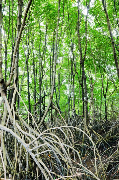 Mangrove Forest Stock Image Image Of Plant Forest Monsoon 34820859