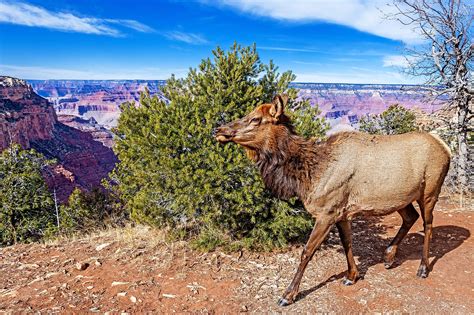 10 Reasons You Should Never Get Lost At The Grand Canyon Worldatlas