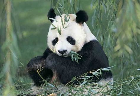 Panda Facts The Garden Of Eaden