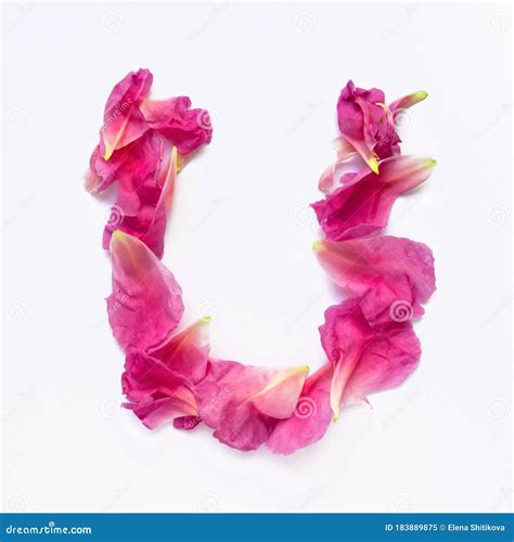 Alphabet Made Of Peony Petals Letter U Layout For Design Stock Image