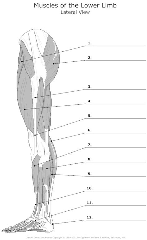 19 Leg Anatomy Worksheets