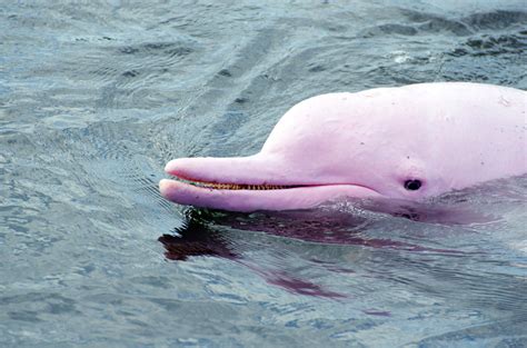 Video Spotted Pinky The Dolphin With Her Pink Calf