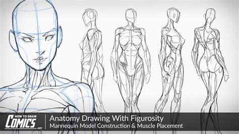 Pin By Екатерина Логинова On Art Links Anatomy Drawing Human Anatomy Art Figure Drawing