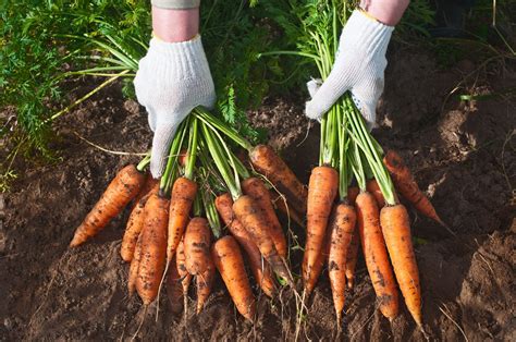 Planting Carrots Some Basic Tips