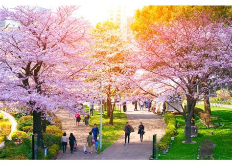 Cherry Blossoms In Tokyo 10 Best Places For Sakura In 2021 Live