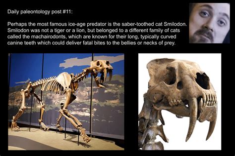 Daily Paleontology Post 11 The Largest And Most Famous Saber Toothed