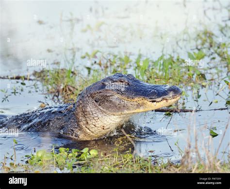 Wild Florida Alligator Jumps Out Of Water Stock Photo Alamy