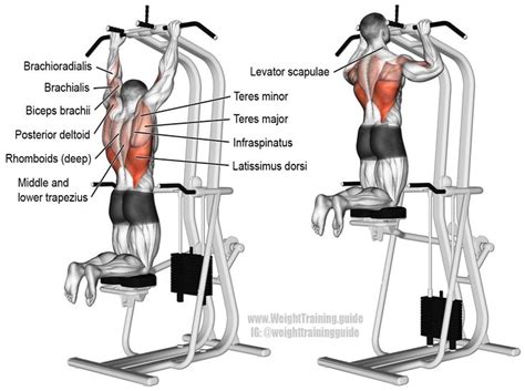 Assisted Pull Up A Compound Exercise Target Muscle