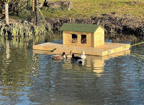 Ilot Et Cabane Canard Vente Poule Pondeuse Le Poulailler De Nicolas