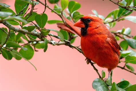 Cardinal Bird Wallpaper 52 Pictures