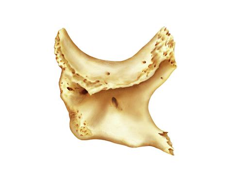 Zygomatic Bone Photograph By Asklepios Medical Atlas Fine Art America