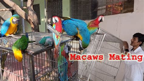 Macaws Mating In The Open Outdoor Aviary Macaws Big Parrot Breeding