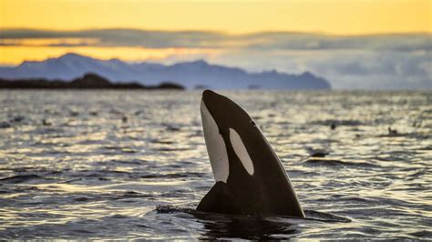 Orcas Facts About Killer Whales Live Science